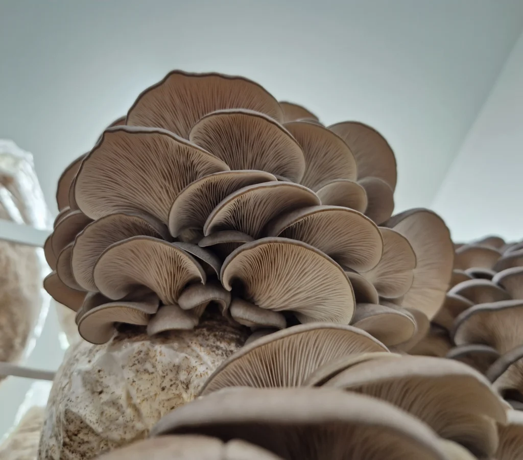 Pleurotus bukov ostrigar v gojilnici – detajl gob, pripravljenih za nabiranje