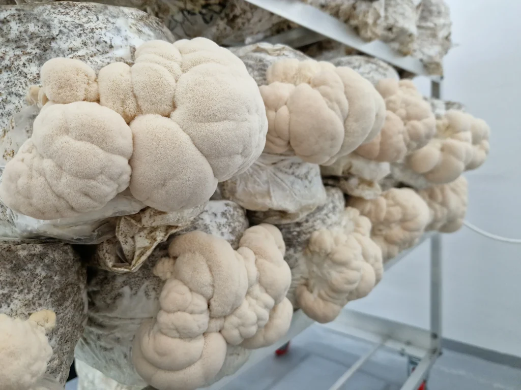 Resasti bradovec Pleurotus v sterilni gojilnici tik pred obiranjem